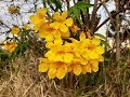 Tecoma stans / Lapachillo / Guarán / San Andrés / Tronadora / Arbol de San Pedro / flora argentina