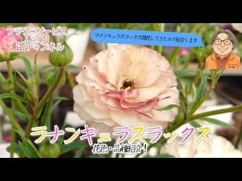 Introducing the flower colors and varieties of Ranunculus Lux