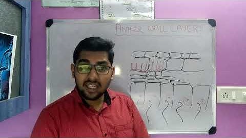 ALL ABOUT ANTHER WALL...ONTOGENY AND SIGNIFICANCE