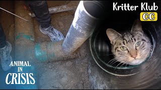 Cat Trapped In A Rainwater Drain Pipe l Animal in Crisis Ep 405