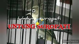 Download Lagu Lombok Kecial Kuning\ MP3