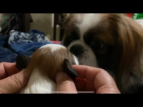 Video: Cómo recortar las uñas de perro para una pedicura perfecta chucho