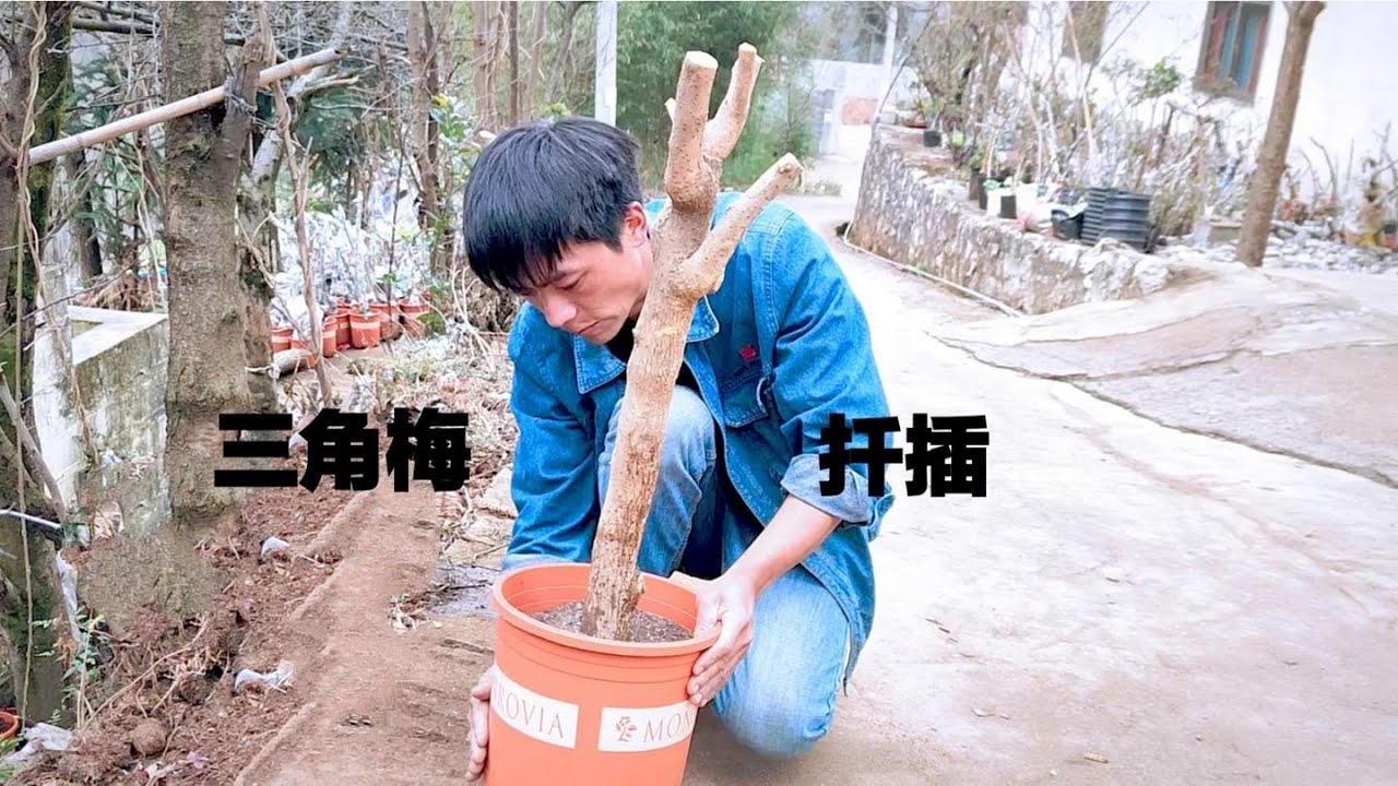 三角梅扦插教程，小叶紫是作为嫁接砧木的最佳选择。