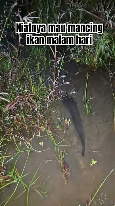 Mancing ikan malam hari