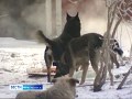В Красноярске обнаружили тело женщины со следами укусов собак