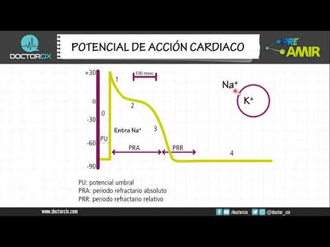 Vídeo: Què fa un potencial de membrana?