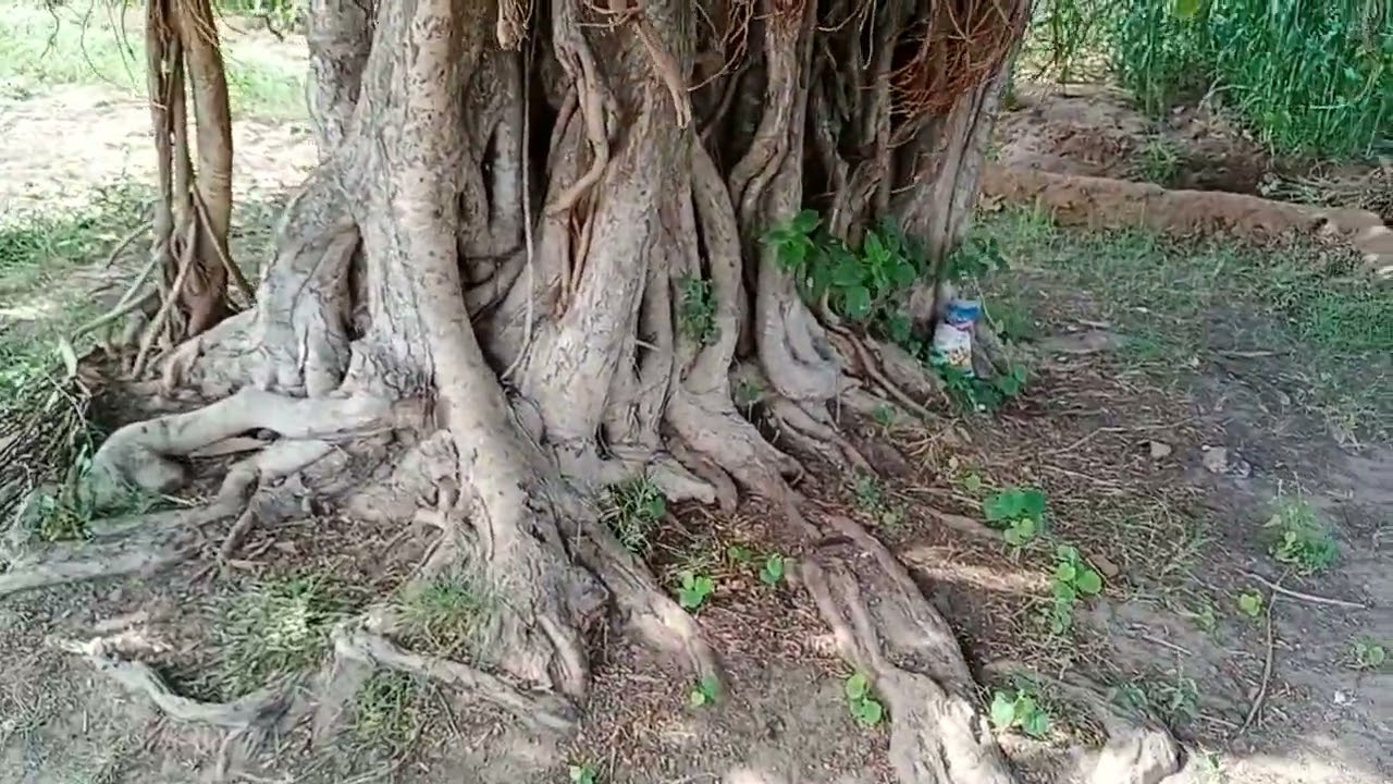 Buttress Root System