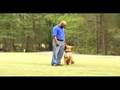 Protection Dog/Obedience Demonstration Protection Dog/Obedience Demonstration