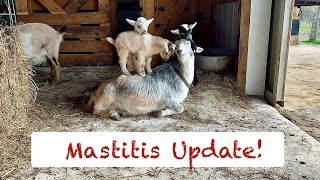 Goat Mastitis UPDATE: How is mama goat doing with mastitis | Which Baby goats are going to new homes