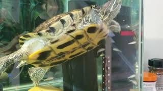 Red slider feeding time. Cray fish, Red wigglers, and Minnows.