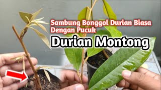 Sambung Bonggol Durian Biasa dengan Pucuk Durian Montong