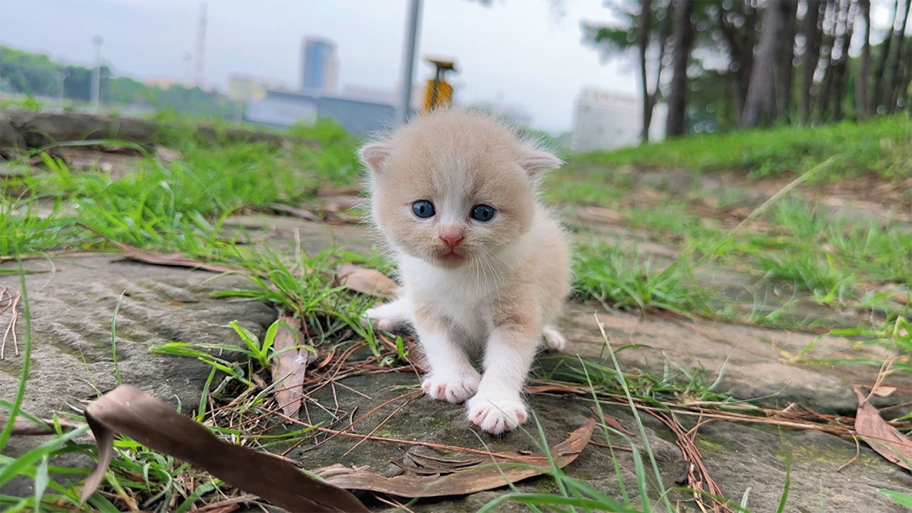 I adopted stray kittens, the kittens were so cute after being rescued, A story full of love