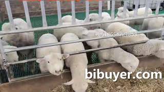 Modern goat farm with plastic slat floors for goat sheep lambs