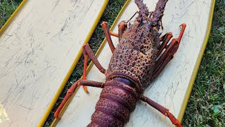 New Zealand  Crayfish  정글의 법칙에서 보던 크레이피쉬