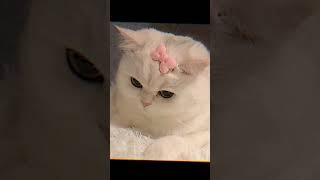 Ihhh Lucuuu cat imut lewatberanda harusberanda kucing cute kucinglucu cutecat kitten