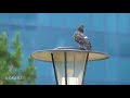 Видеоролик "Астана. Фонтан"