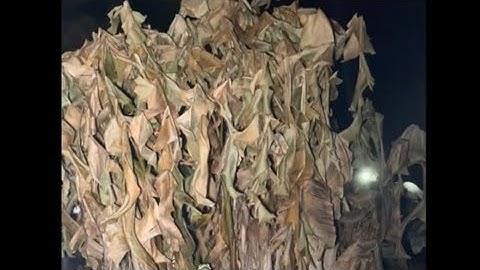 HOW TO CUT DOWN A BANANA TREE FOR THE WINTER
