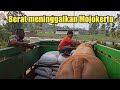 Proses muat sapi DAMARWULAN dan BAGONG