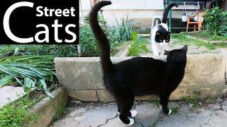 Two Cats
