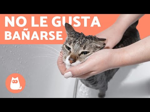 Video: É Por Qué Mi Gato… Odia Bañarse?