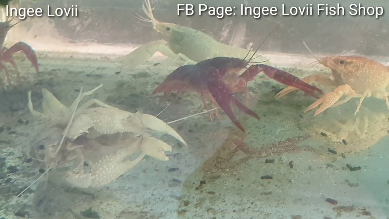 ការបង្កាត់បង្កងពណ៌Part1/3 Crayfish Breeding