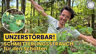 NATURGÄRTNER AUFGEPASST! Dieser Strauch hält alles aus, Insektenmagnet - perfekt für den Schatten