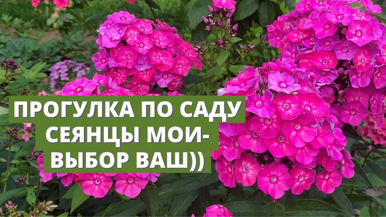Прогулка по грядке с моими сеянцами флоксов