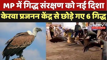 Vulture Conservation in MP:MP में गिद्ध संरक्षण को नई दिशा, Kerwa Breeding Center से छोड़े गए 6 गिद्ध
