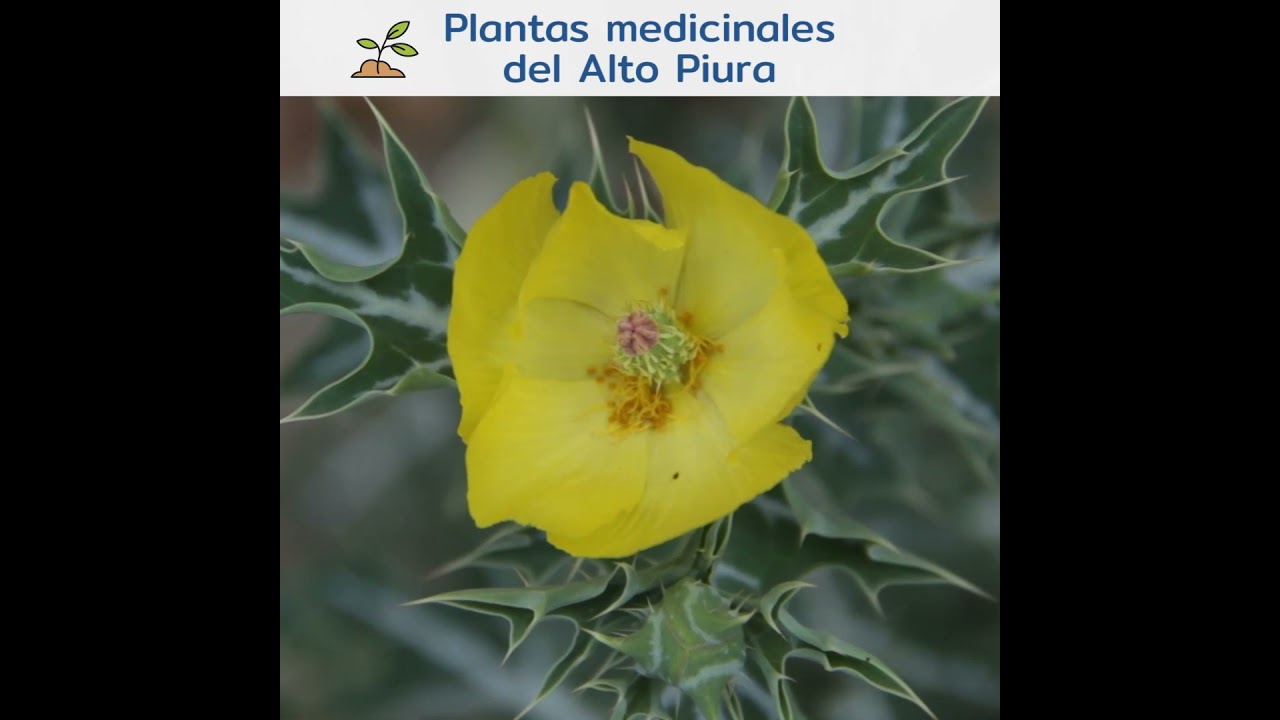 Cardo Santo - planta medicinal - YouTube