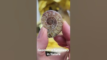 Beautiful Discovery Box: The Math and Art of Nature