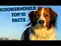 Kooikerhondje - TOP 10 Interesting Facts の動画、YouTube動画。