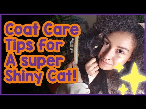 Video: How To Care For Your Cat's Fur