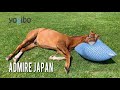 アドマイヤジャパンの正しいYogiboの使い方|ヴェルサイユリゾートファーム|Admire Japan's correct use of Yogibo.