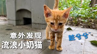 我捡到一只流浪小奶猫...