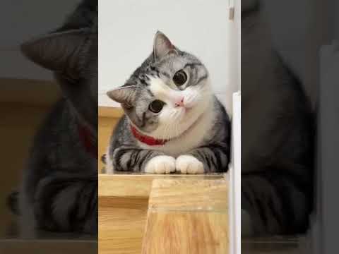 Funny बिल्ली 🤣🤣🤣🤣 #shorts #shortsfeed #viral #cat #pet #animal