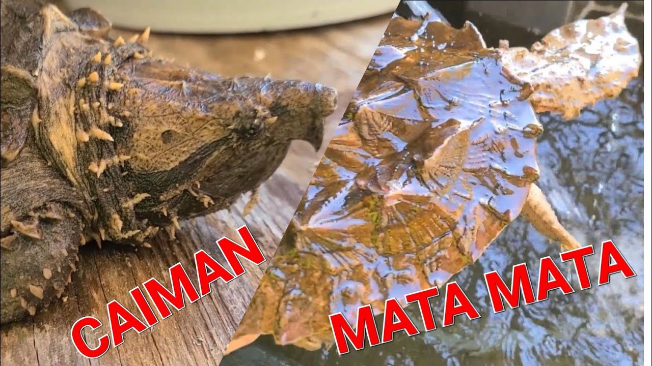 TORTUGA MATA MATA Y CAIMAN (cambios)