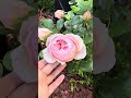 Masora Rose