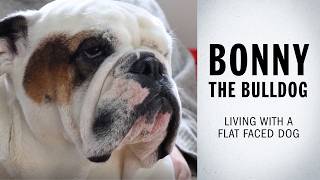 Bonny the Bulldog | Living with a flat faced dog