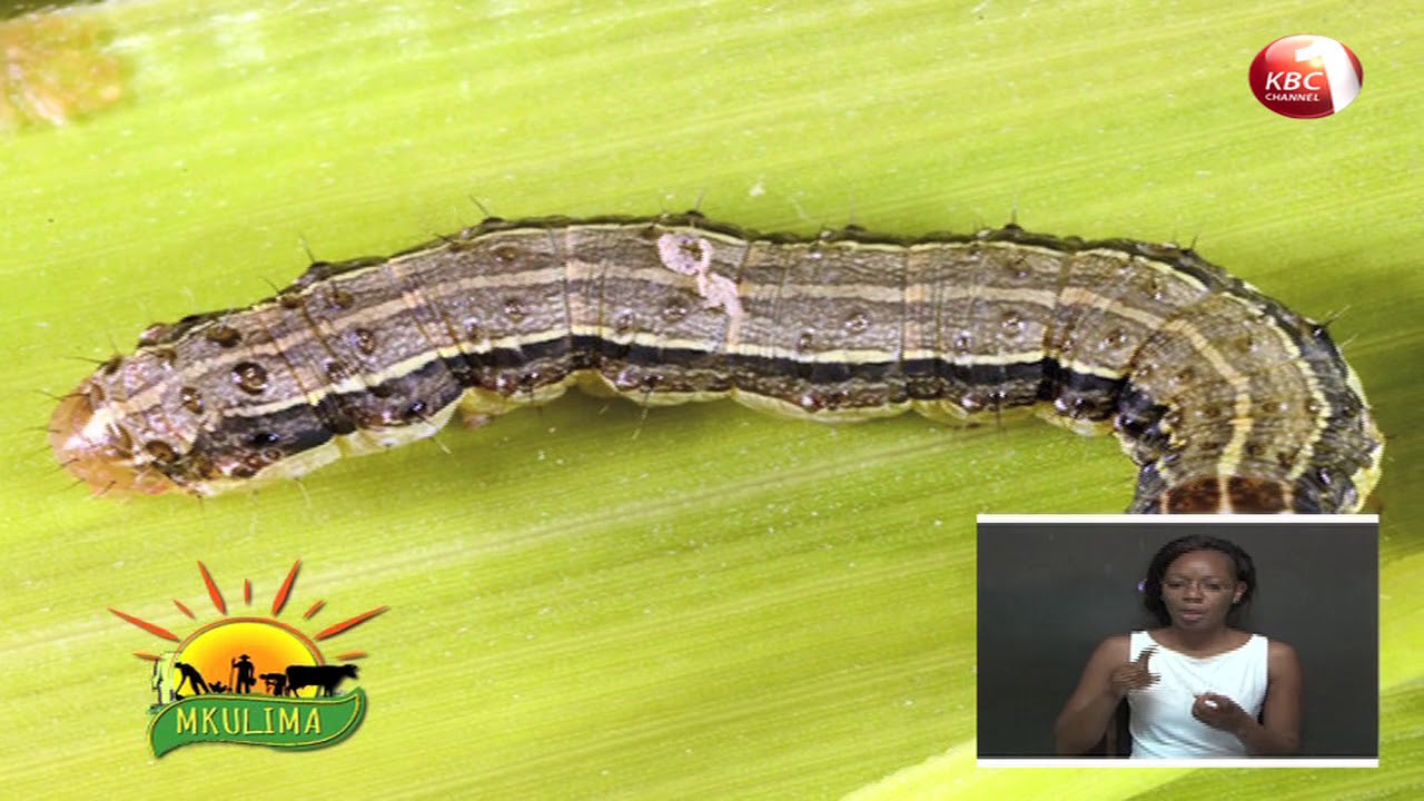 Mkulima: Jinsi ya kukabiliana na viwavi 'army worms'