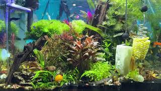 Hyper and Time Lapse of Aquarium with Corn and Zucchini