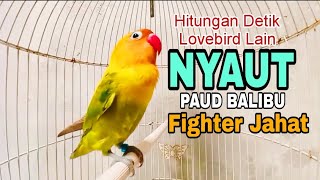 Download lagu Pancingan Lovebird Paud & Balibu Belajar Ngekek Ampuh Melatih Lovebird Lain Biar Rajin Ngekek 