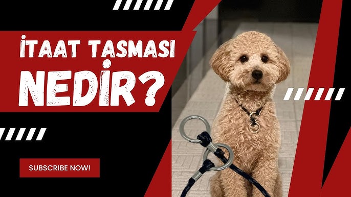 Biri ikkinchisini sikadi va uni onlayn tutadi