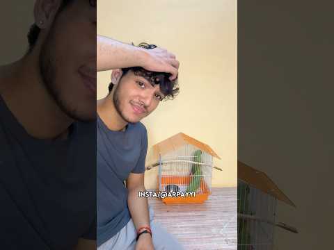 Toote Udaa Diye 😥🦜 | #shorts #vlog #pets
