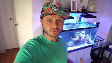 How to Get rid of Cyanobacteria Organically - Red Slime algae