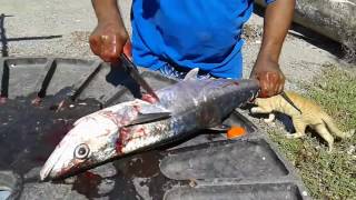 caught one kingfish for dinner
