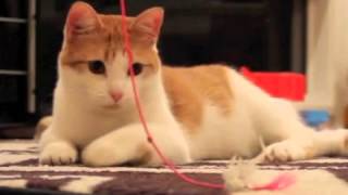 ADOPTED!! -Stella - amazing orange and white bob tail tabby needs a home! by cute adoptable cat and dog videos 1,097 views 8 years ago 1 minute, 51 seconds