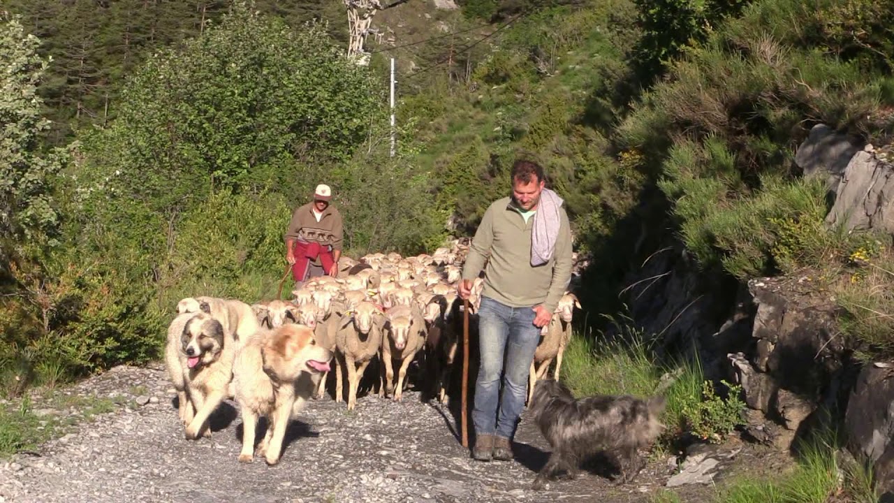L 'arrivée en estive des  moutons