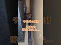 【ハプニング】天井から落ちてきた生後1ヶ月の子猫#shorts #short #cat #猫 #ねこ #ネコ #子猫#ちゃちゃまる日記