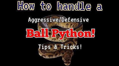 How to handle an Agressive/Defensive Ball Python - 2 tips & tricks!