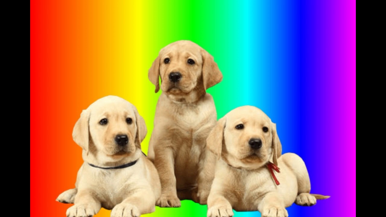 100 gecs dog food (osno1 puppy chow rmx) YouTube